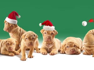 Dogs, Nicholas, Shar Pei, caps