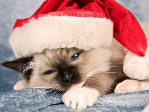 Siamese Cat, Hat, Nicholas