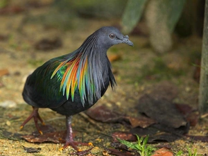 Nicobar, pigeon, Nicobar