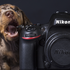 Dachshund Shorthair, Camera, Nikon, Puppy