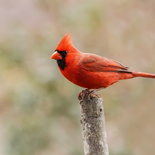 Red, Northern Cardinal, twig, Bird