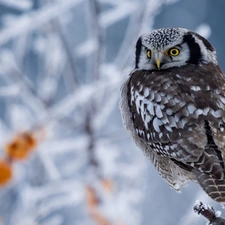 branch pics, owl, Northern hawk-owl