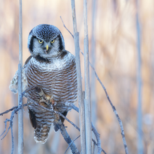 Bird, Twigs, rapprochement, Northern hawk-owl