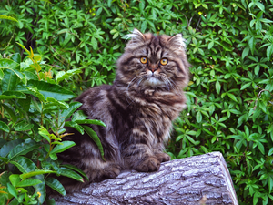 small, trunk, Bush, Norwegian Forest Cat