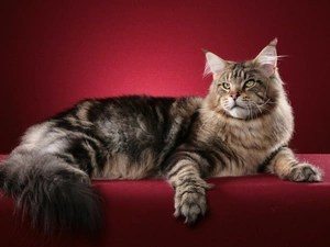 Norwegian Forest Cat