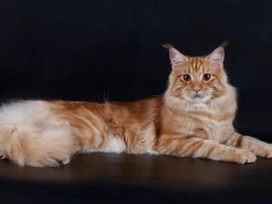 Norwegian Forest Cat