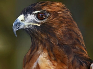 sharp, nose, eagle, curved, Brown