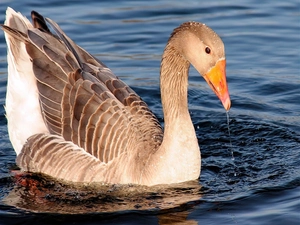 goose, streamlet, water, nose