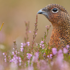 nose, heather, partridge, Head, Bird