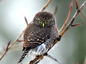 Eyes, nose, owl, Yellow, young