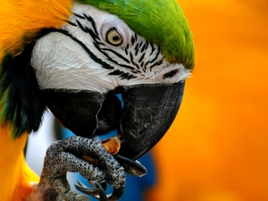 parrot, Nails, eye, nose