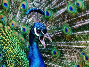 peacock, tail, feather, nose