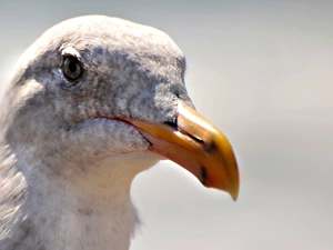 nose, seagull