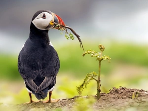 Maskonur, nose, The herb, Red