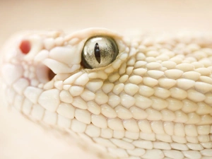 nostrils, Snake, eye