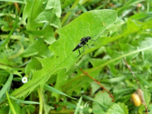 leaf, fly, Close, nun