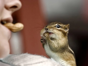 nut, Chipmunk, girl