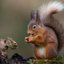 squirrel, branch, Moss, nut