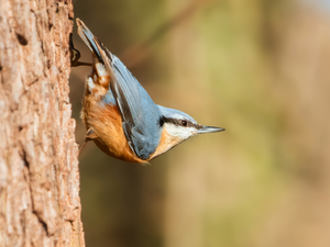 trees, Bird, Eurasian nuthatch