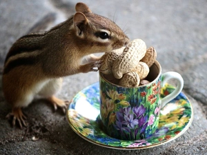 cup, nuts, squirrel, Spadefoot, Chipmunk