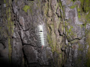 bark, oak, caterpillar, an, hairy