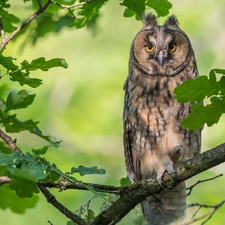 oak, branch pics, owl, Long-eared Owl, Bird, Leaf