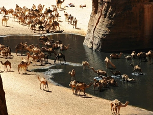 Desert, rocks, Camels, oasis