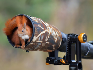 squirrel, objective, Camera, hide-away