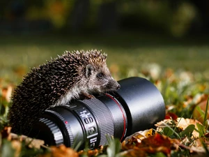 objective, hedgehog