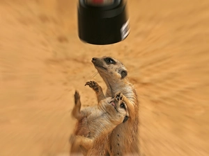 objective, Two, Meerkats