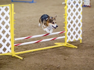 Welsh corgi pembroke, obstacle
