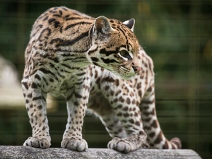 ocelot