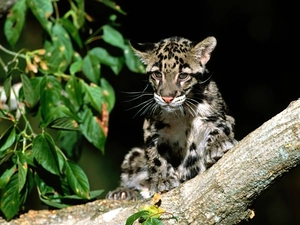 ocelot
