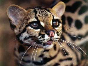 ocelot, Drapieżnik