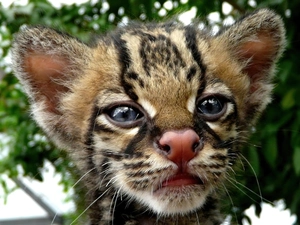 Ocelot, muzzle, Little