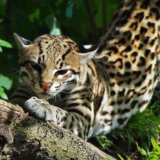 Resting, ocelot