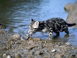 ocelot, River