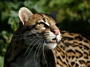 The look, Beatyfull, ocelot