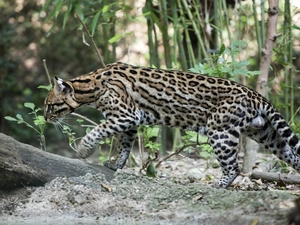viewes, ocelot, trunk, trees, forest