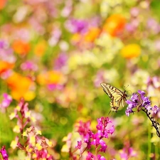 color, butterfly, Oct Queen, Flowers