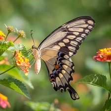 Flowers, butterfly, Oct Queen