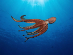 Octopus, Ocean