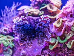 Octopus, depths, reef