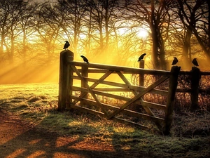 Ravens, Gate, rays of the Sun, Fance