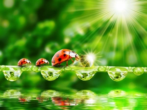 ladybugs, water, rays of the Sun, drops