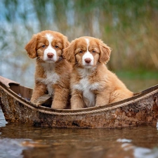 Dogs, Boat, Retrievers of Nova Scotia, puppies