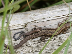 Two, of Sand, female, Lizards