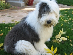 Leaf, Old English Sheepdog, grass