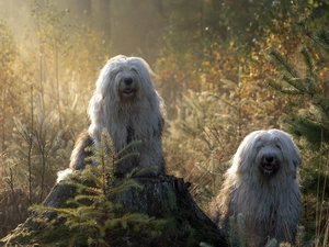 Old English Sheepdog Bobtail, Two cars, Sapling, forest, trunk, Dogs