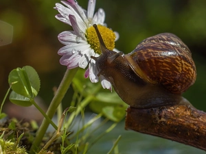 Aster, snail, Lod on the beach